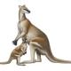 Australië: Fossielen van drie heel grote kangoeroesoorten ontdekt in