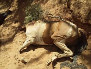 Australië: Resten zeker 500 paarden gevonden op stuk grond in
