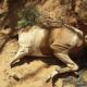 Australië: Resten zeker 500 paarden gevonden op stuk grond in