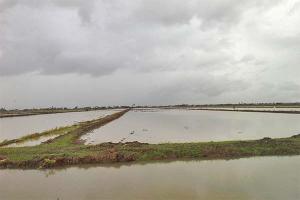 Beschikbaarheid irrigatiewater rijstvelden linkeroever Nickerie