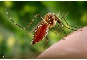 Dengue en klimaatverandering
