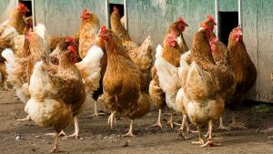 Hoofdwetenschapper WHO: vogelgriep vormt pandemie onder dieren