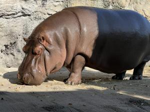 Japan: Verbazing in dierentuin, mannetjes nijlpaard Gen-chan blijkt na 7
