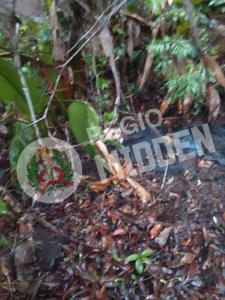 Menselijk skelet aangetroffen te Baling Savanna in het district Para
