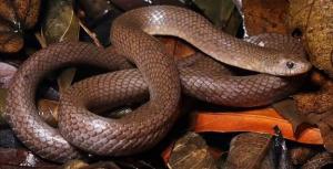 Nieuwe Slangensoort Ontdekt in Grotten van Thailand.