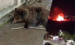Oekraïne: Slechts twee beren overleven brand in dierentuin de Krim –