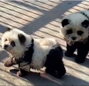 Ophef in Chinese Dierentuin om ‘Pandahonden’