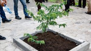 Planten tamarindeboom markeert viering Dag van Aarde