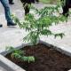 Planten tamarindeboom markeert viering Dag van Aarde