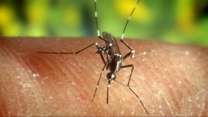 Suriname kan dit jaar malariavrij verklaard worden
