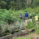 Tropenbos Suriname zet zich in voor voedselzekerheid Saamaka