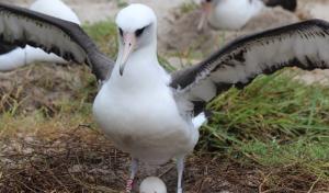 Werelds oudst bekende wilde vogel, de albatros Wisdom, zoekt nieuwe partner
