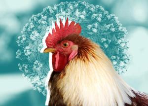 WHO: ‘Vogelgriep is pandemie onder dieren’