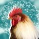 WHO: ‘Vogelgriep is pandemie onder dieren’