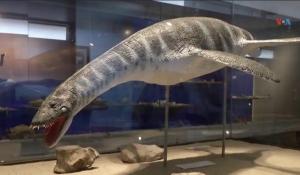 Chili: Elasmosaurus, een reus uit het verleden intrigeert paleontologen aan