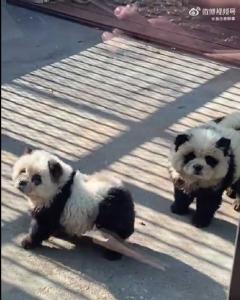 China: Dierentuin onder uur voor verven honden in kleuren panda’s 