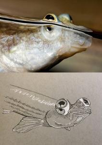 De vierogige vissen, behorend tot het geslacht Anableps, hebben ogen die