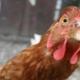 Dief met gestolen kip overgebracht naar politiebureau
