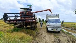 Ergernis bij rijstboeren vanwege LVV-oproep zich opnieuw te registreren