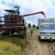 Ergernis bij rijstboeren vanwege LVV-oproep zich opnieuw te registreren