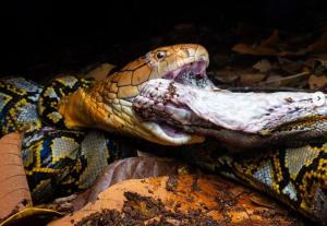 Gevecht tussen cobra en python