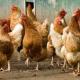 Hoofdwetenschapper WHO: vogelgriep vormt pandemie onder dieren