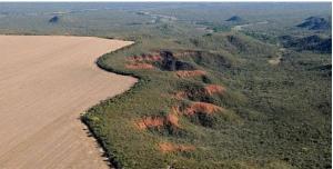 Illegale Ontbossing in Braziliaans Amazonegebied Vermindert met 63%