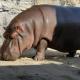 Japan: Verbazing in dierentuin, mannetjes nijlpaard Gen-chan blijkt na 7