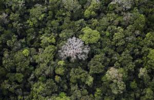 Meer dan $ 1 miljard om Amazone-regenwoud te beschermen