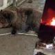 Oekraïne: Slechts twee beren overleven brand in dierentuin de Krim –
