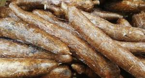 “Totale cassave aanplant van bijna alle zuidelijke inheemse dorpen
