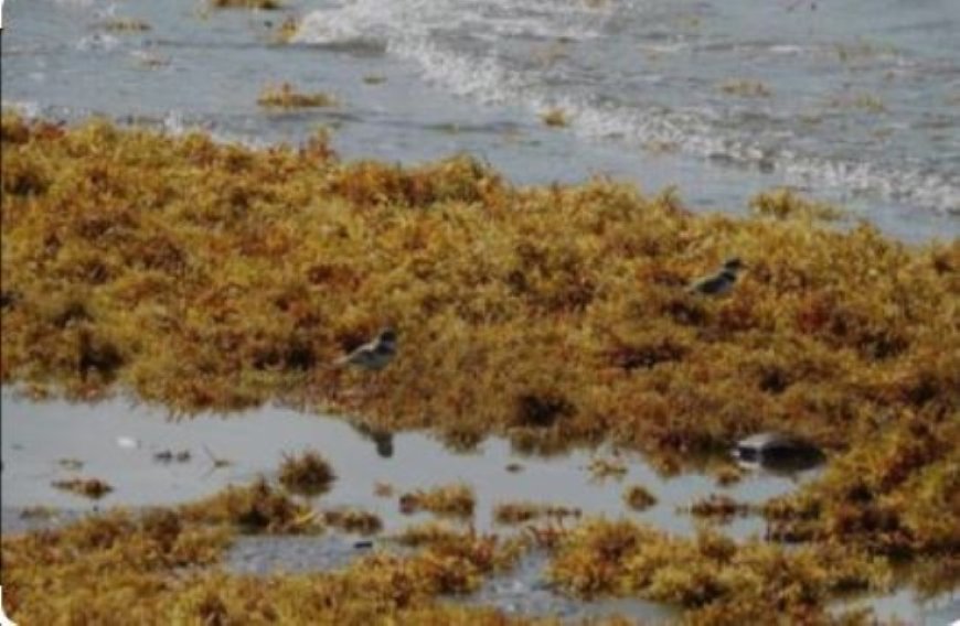 Sargassum zeewier teistert visserij voor de kust