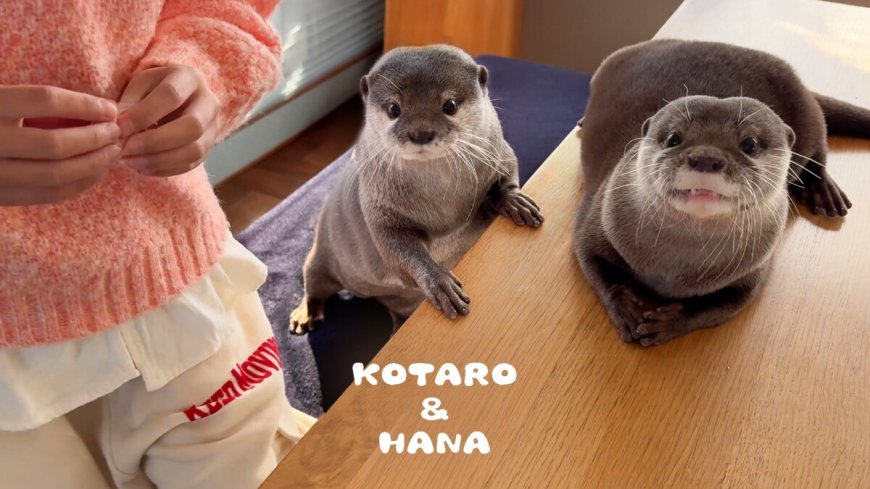 Japans obsessie met otters heeft een prijs