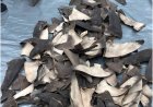 Autoriteiten Mexico nemen ruim 2 ton illegale haaienvinnen in beslag bestemd voor China