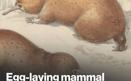 Wetenschappers bevestigen bestaan langsnavelige mierenegel, een 200 miljoen jaar oude uitgest