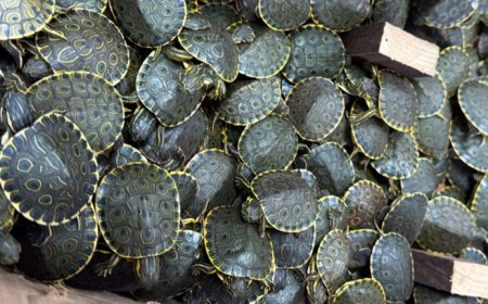 Duizenden babyschildpadden onderschept in Mexico