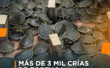 Opmerkelijk – Politie Mexico redt ruim 3.000 babyschildpadjes in kartonnen dozen 