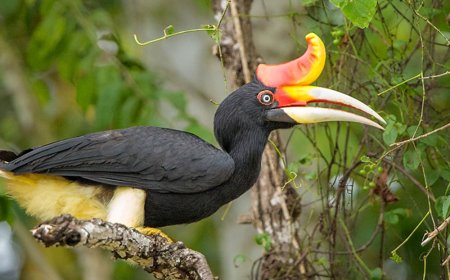 Vogelsoorten op rand van uitsterven: meer dan 500 verdwijnen mogelijk binnen eeuw