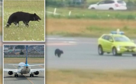 Opmerkelijk – Beer op startbaan Japans vliegveld veroorzaakt schrappen vluchten