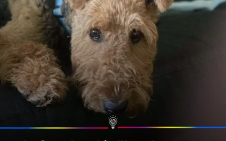 Dierenwelzijn in Zweden