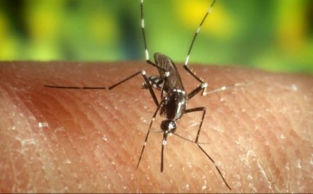 Suriname eerste Amazoneland dat door WHO als malariavrij is erkend