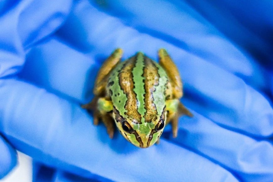 Opmerkelijk – Met uitsterven bedreigde kikkersoort gebruikt seks om dodelijke schimmel te bes