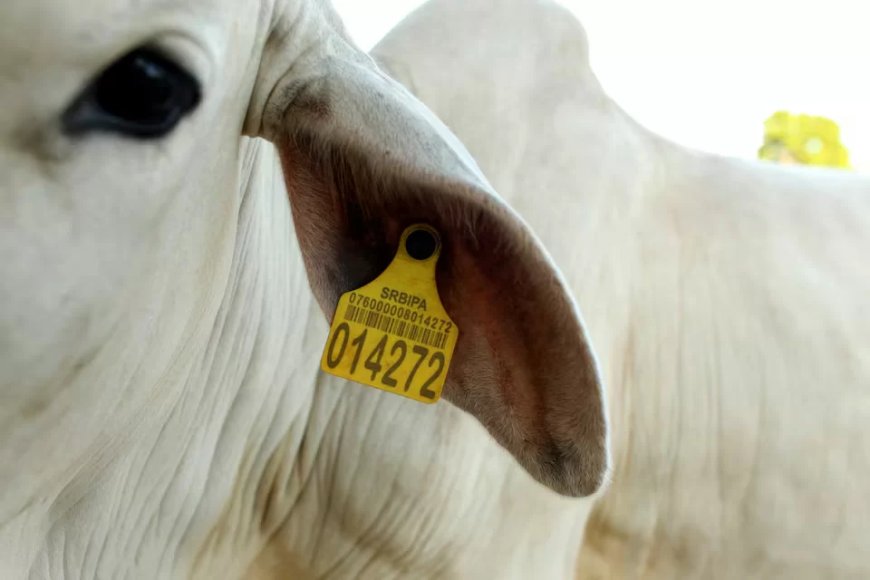 Veemagnaat in Brazilië boegbeeld in strijd tegen ontbossing