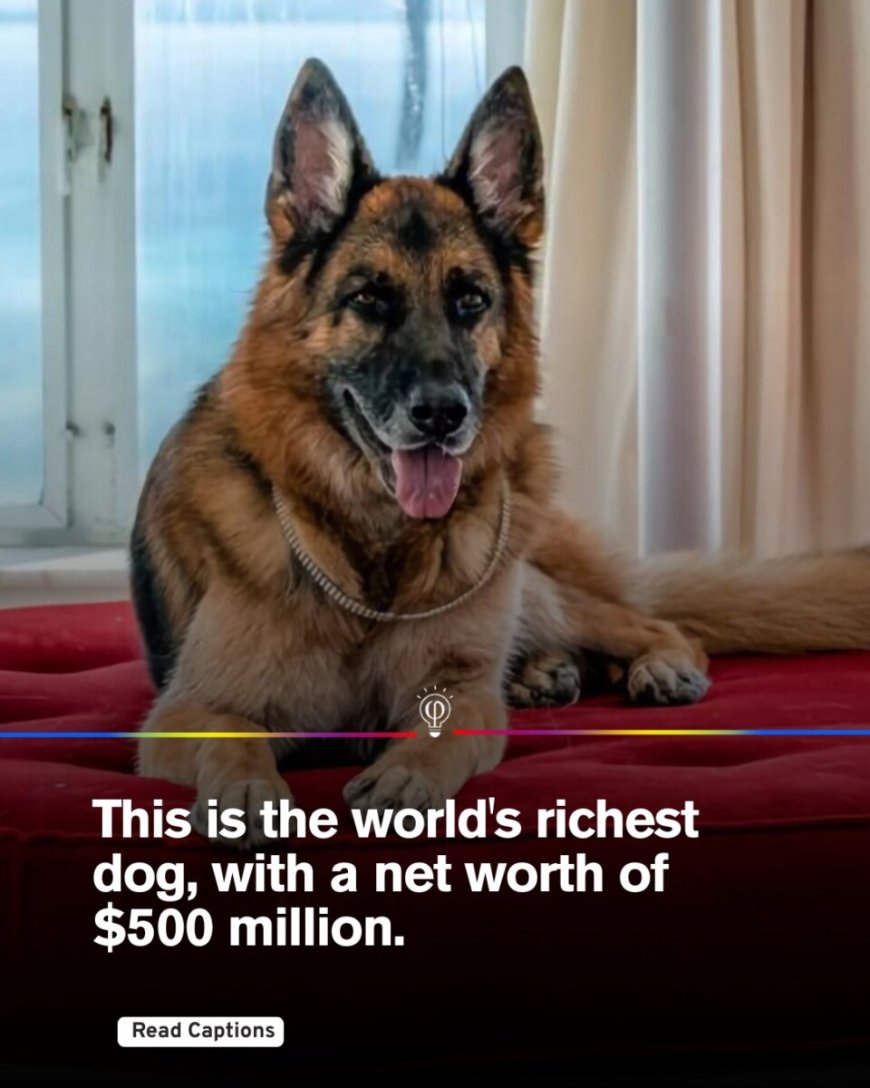Gunther IV: ’s Werelds Rijkste Hond in Netflix-serie