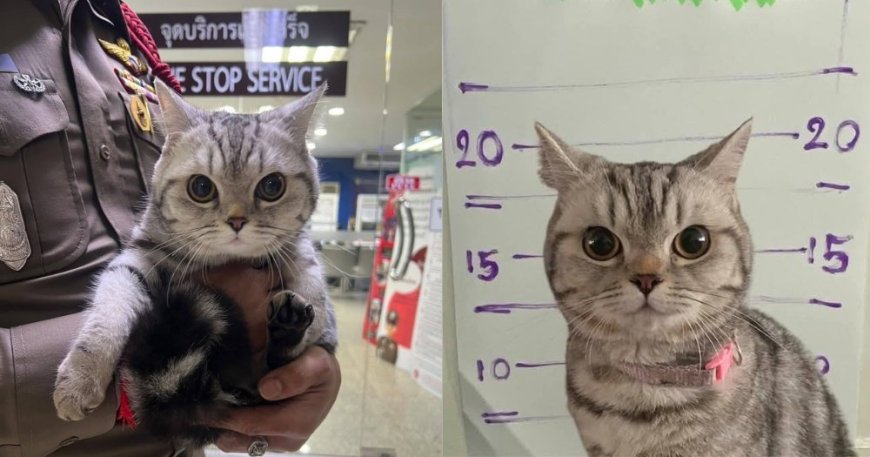 Opmerkelijk – Poes ’gearresteerd’ in Bangkok: ’Aangeklaagd voor aanvallen van agenten’