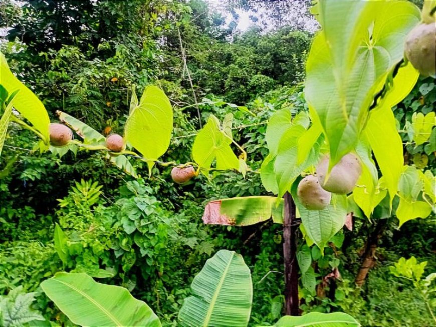 Surinaams-Javaans medicinaal erfgoed kan bijdragen aan nationale ontwikkeling