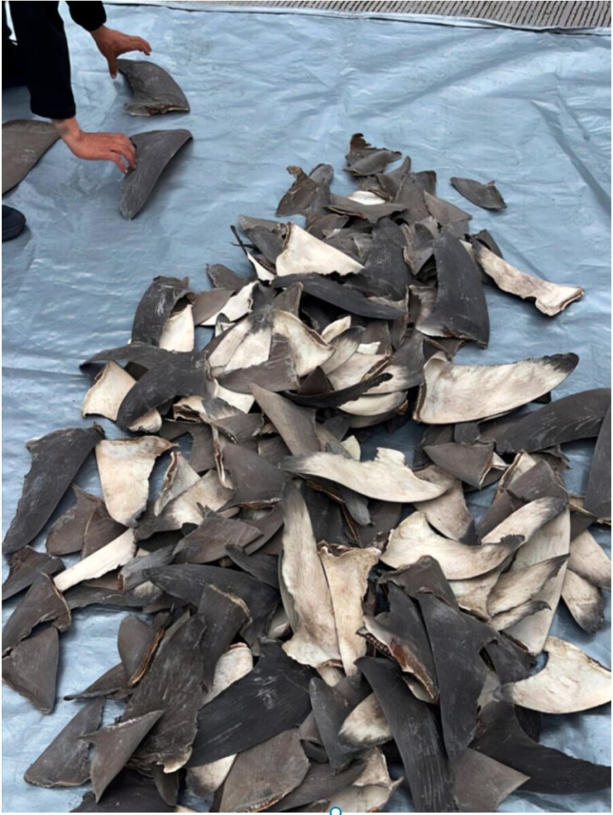 Autoriteiten Mexico nemen ruim 2 ton illegale haaienvinnen in beslag bestemd voor China