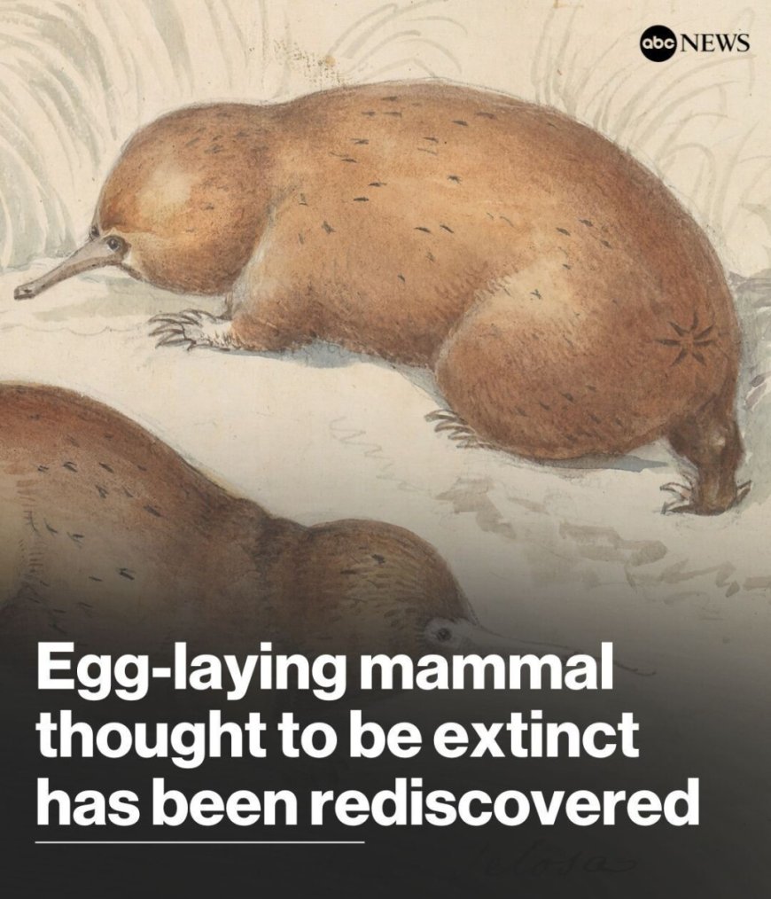 Wetenschappers bevestigen bestaan langsnavelige mierenegel, een 200 miljoen jaar oude uitgest