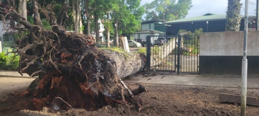 Mahonieboom DNA omgevallen