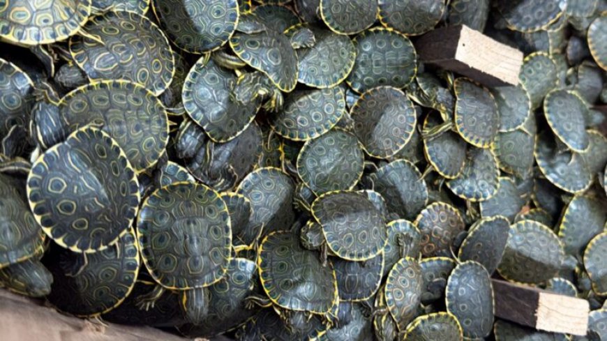 Duizenden babyschildpadden onderschept in Mexico